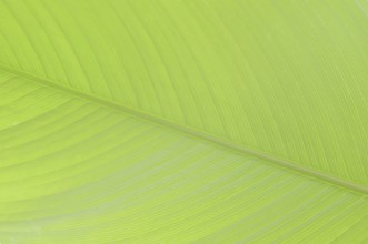 Ornamental banana or Abyssinian banana (Ensete ventricosum), leaf detail, ornamental plant, North