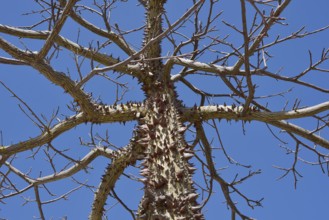 Floret silk tree (Ceiba speciosa), Algarve Portugal