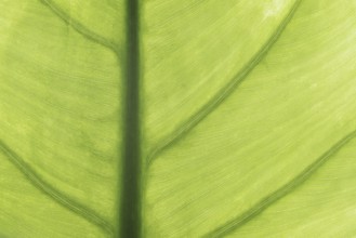 Taro or water bread root (Colocasia esculenta), useful plant, leaf detail, North Rhine-Westphalia,