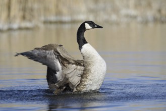 Canada goose (Branta canadensis), flapping wings, North Rhine-Westphalia, Germany