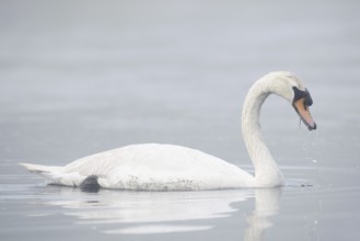 Mute swan (Cygnus olor) swimming in the morning mist, North Rhine-Westphalia, Germany