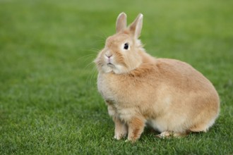 Dwarf rabbit (Oryctolagus cuniculus forma domestica) in a meadow, North Rhine-Westphalia, Germany