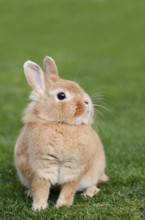 Dwarf rabbit (Oryctolagus cuniculus forma domestica) in a meadow, North Rhine-Westphalia, Germany