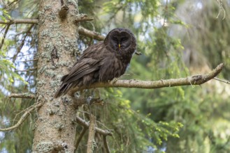 Ural owl (Strix uralensis), melanistic, owl, on branch, Koroska, Slovenia