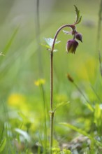 Photo of the brook carnation (Geum rivale), Toblach, Höhlensteintal, South Tyrol, Italy
