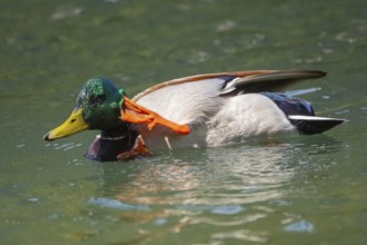 A mallard (Anas platyrhynchos) swimming in Lake Toblach and scratching its head, Toblach,
