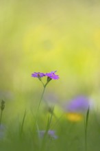 Photograph of a flour primrose (Primula farinosa), Toblach, Höhlensteintal, South Tyrol, Italy