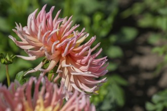Dahlia (Dahlia), Münsterland, North Rhine-Westphalia, Germany