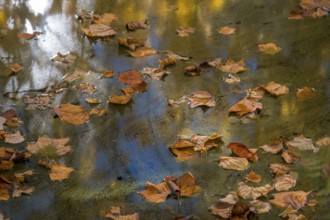 Autumn leaves floating on a pond with blue water surface and reflections, Netherlands