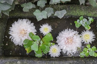 Dahlia flowers floating in a pool of water, Münsterland, North Rhine-Westphalia, Germany
