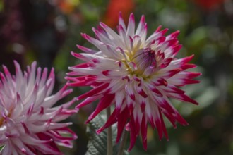 Bold dahlia flower in pink and white with contrasting petals, Münsterland, North Rhine-Westphalia,