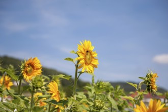Yellow sunflowers in a field under a blue sky on a sunny day, Southern Palatinate, Palatinate,