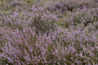 Buurserzand nature reserve, Besenheide, province of Oberjissel, Haaksbergen, Netherlands