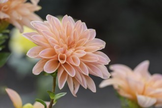 Orange-coloured dahlia flower with soft petals against a blurred background, Münsterland, North