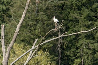 White stork (Ciconia ciconia), white stork, clapper stork standing on a dead tree at the edge of