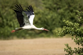 White stork (Ciconia ciconia) in flight, white stork, clapper stork flying over a field at the edge