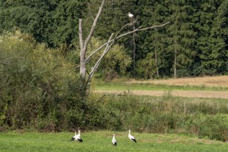 Group of white storks in a field by a stream and on a dead tree, white stork (Ciconia ciconia),