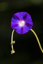 Funnel bindweed (Ipomoea purpurea) flower, Sieversen, Rosengarten, Lower Saxony, Germany