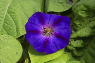 Wild bee on funnel bindweed (Ipomoea purpurea) flower, Sieversen, Rosengarten, Lower Saxony,
