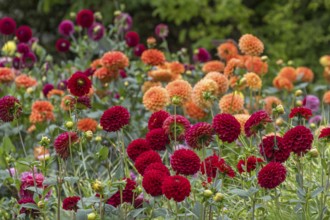 Dahlia bed with red and orange dahlias, Münsterland, North Rhine-Westphalia, Germany