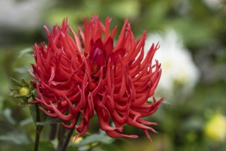 Dahlia, red, Münsterland, North Rhine-Westphalia, Germany