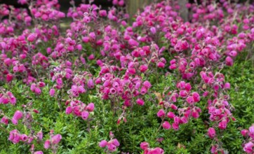 Bell Heath (Erica tetralix), Münsterland, North Rhine-Westphalia, Germany