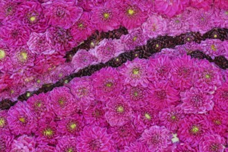 Flower arrangement of dark red, pink and pink dahlias, Province of Gelderland, Netherlands