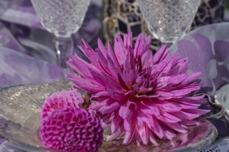 Dahlia blossom on a glass plate as a table decoration, North Rhine-Westphalia, Germany