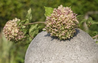 Hydrangea, hydrangea flower on a stone ball, Münsterland, North Rhine-Westphalia, Germany