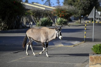 Oryx antelope or gemsbok (Oryx gazella) crossing a road at a zebra crossing, Oranjemund, Diamond