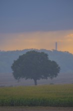 View across fields to a single tree in the evening light during rain, Husum, Nienburg, Lower