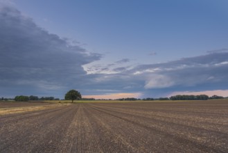 View along a freshly harrowed field to a single tree in the evening light, Husum, Nienburg, Lower