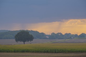 View over a field landscape where wind turbines can be seen behind trees in the rain and evening
