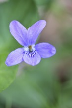 Wood violet (Viola reichenbachiana) between leaves on the forest floor, spring bloomer, spring,