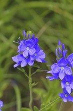 Veronica teucrium (Veronica teucrium) blue flower at the edge of a field hedge, Lahnstein,