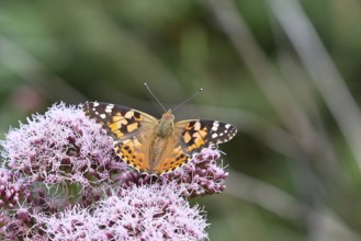 Thistle butterfly (Vanessa cardui), on Hemp agrimony (Asteraceae), Wilnsdorf, North