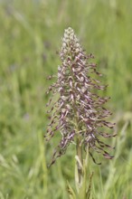 Goat's tongue (Himantoglossum hircinum), inflorescence with open white-purple flowers, in a meadow,