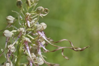 Goat's tongue (Himantoglossum hircinum), inflorescence with open white-purple flowers, close-up,