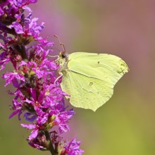 Lemon butterfly (Gonepteryx rhamni) feeding on a flower of purple loosestrife (Lythrum salicaria),