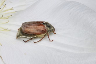 Cockchafer, field cockchafer (Melolontha melolontha), female on a clematis flower, Wilnsdorf, North