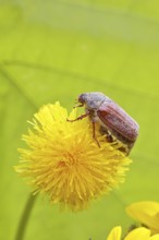 Cockchafer, field cockchafer (Melolontha melolontha), female on a dandelion (Taraxacum) flower,