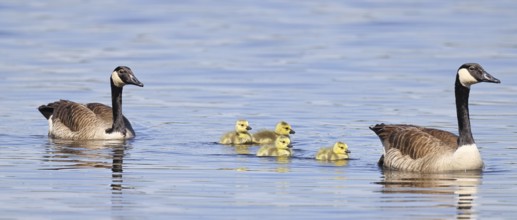 Canada goose (Branta canadensis), pair swimming with chicks on a lake, animal pair, wildlife,