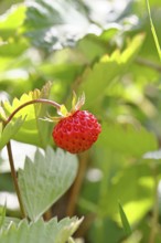 Forest strawberry (Fragaria vesca), ripe fruit, Wilnsdorf, North Rhine-Westphalia, Germany