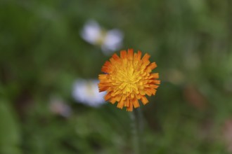 Orange hawkweed, orange-red hawkweed (Hieracium aurantiacum), flower on a rough meadow, Wilnsdorf,