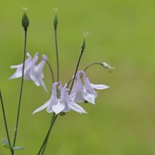 Columbine (Aquilegia vulgaris), white flower at the edge of a forest, in spring, Wilnsdorf, North