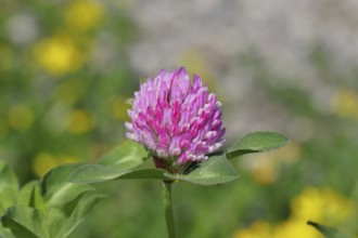 Meadow clover, red clover (Trifolium pratense), flower in a meadow, medicinal herb, Wilnsdorf,