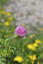 Meadow clover, red clover (Trifolium pratense), flower in a meadow, medicinal herb, Wilnsdorf,
