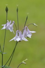 Columbine (Aquilegia vulgaris), white flower at the edge of a forest, in spring, Wilnsdorf, North