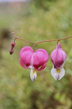 Watering Heart (Lamprocapnos spectabilis), flowers in a garden, Wilnsdorf, North Rhine-Westphalia,