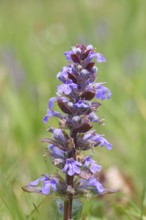 Blue bugle (Ajuga reptans), inflorescence in a meadow, Wilnsdorf, North Rhine-Westphalia, Germany